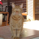 MaxDTaxKatt
