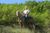 HorsebackTaxMan