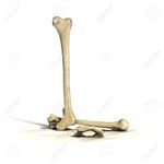 lbones