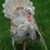 turkeys4me